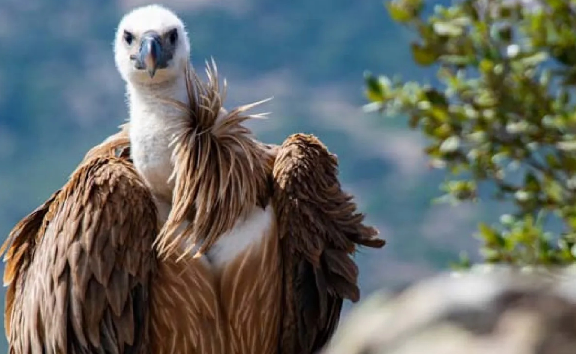 LIFE SAFE FOR VULTURES