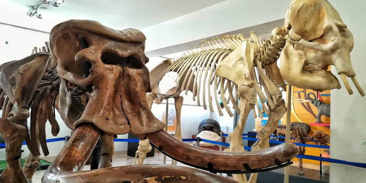 Una notte al Museo... Gemmellaro