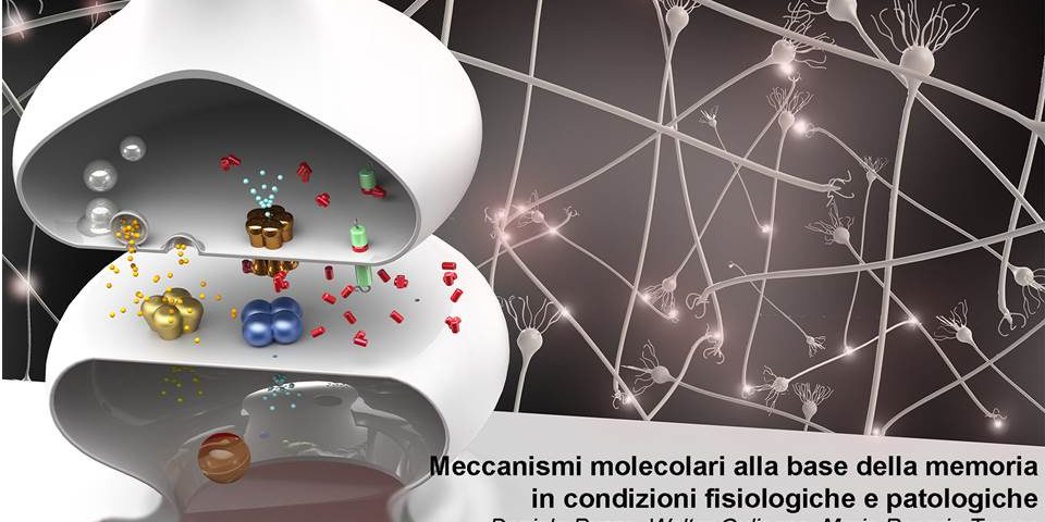 Meccanismi molecolari alla base della memoria in condizioni fisiologiche e patologiche
