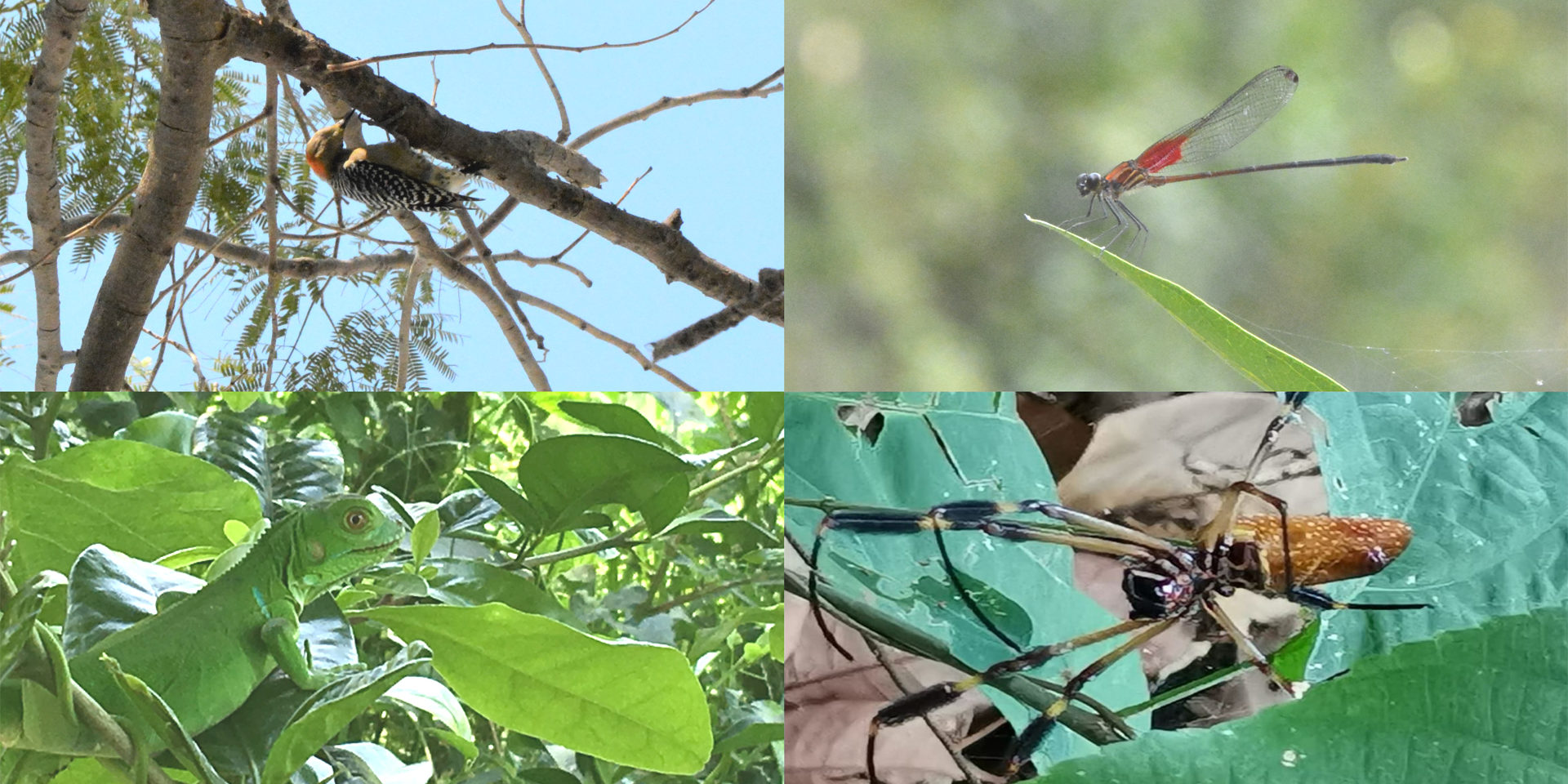 La Biodiversità della Colombia dal vivo e in Museo