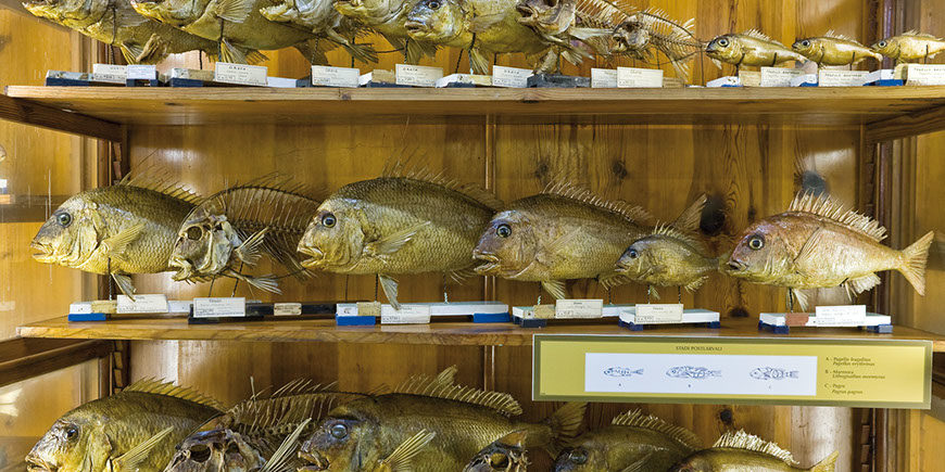 Museo di Zoologia