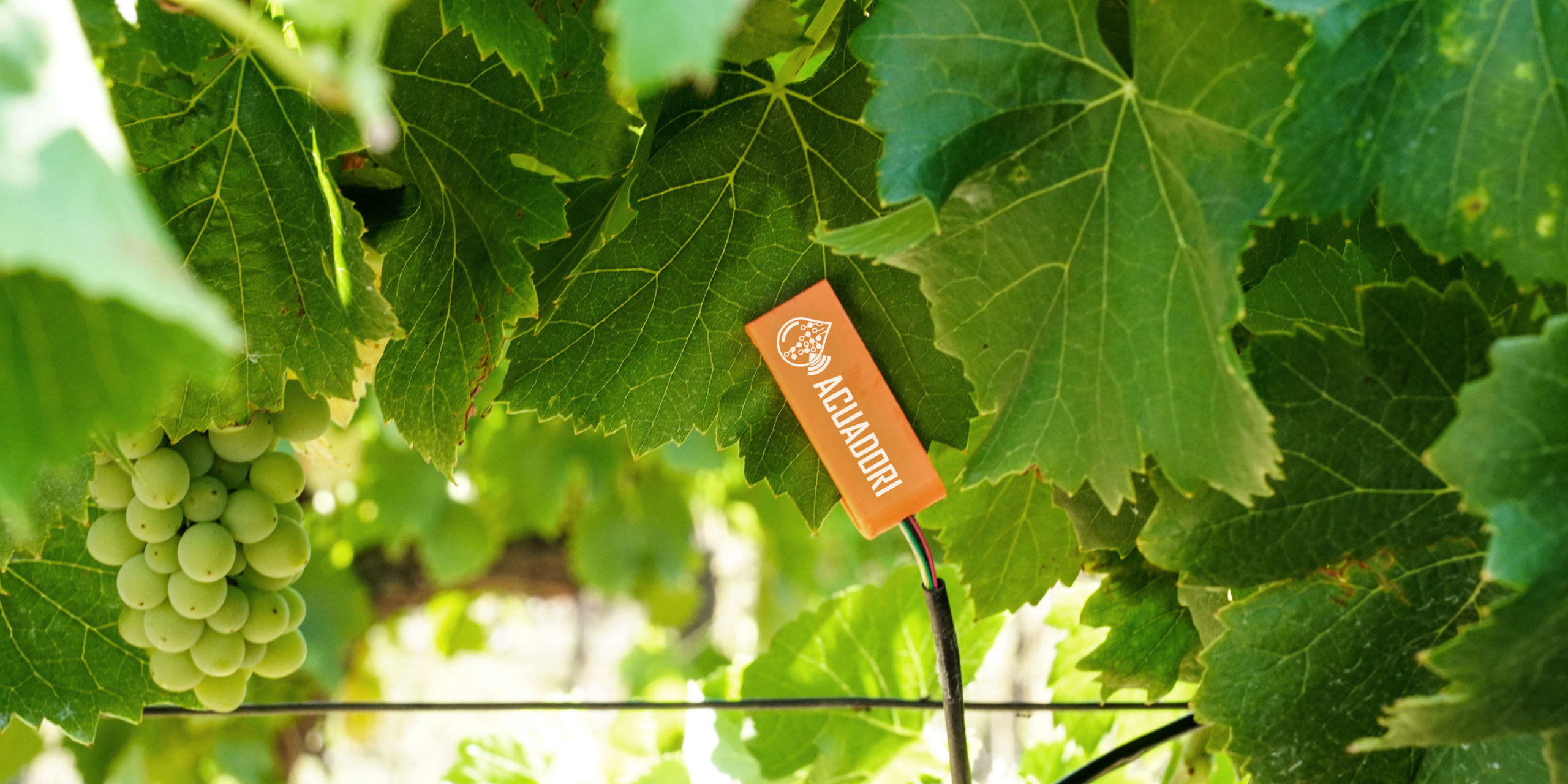 ACUADORI: l’elettronica in agricoltura