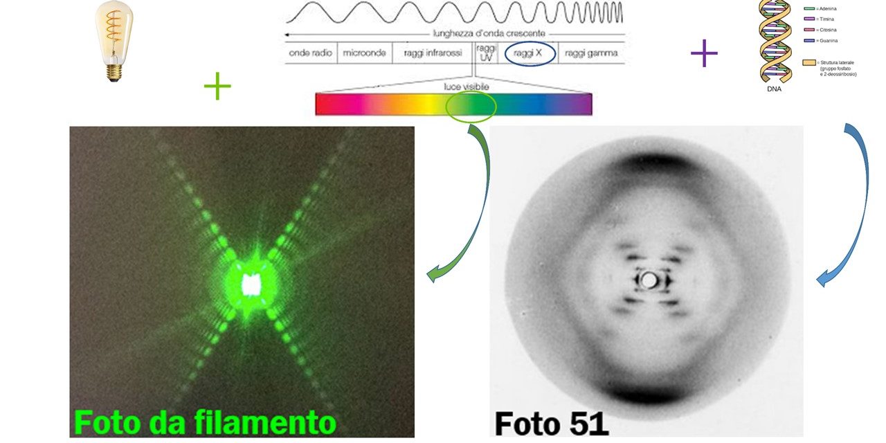 Il DNA sta alle Molle come i Raggi X stanno alla Luce visibile