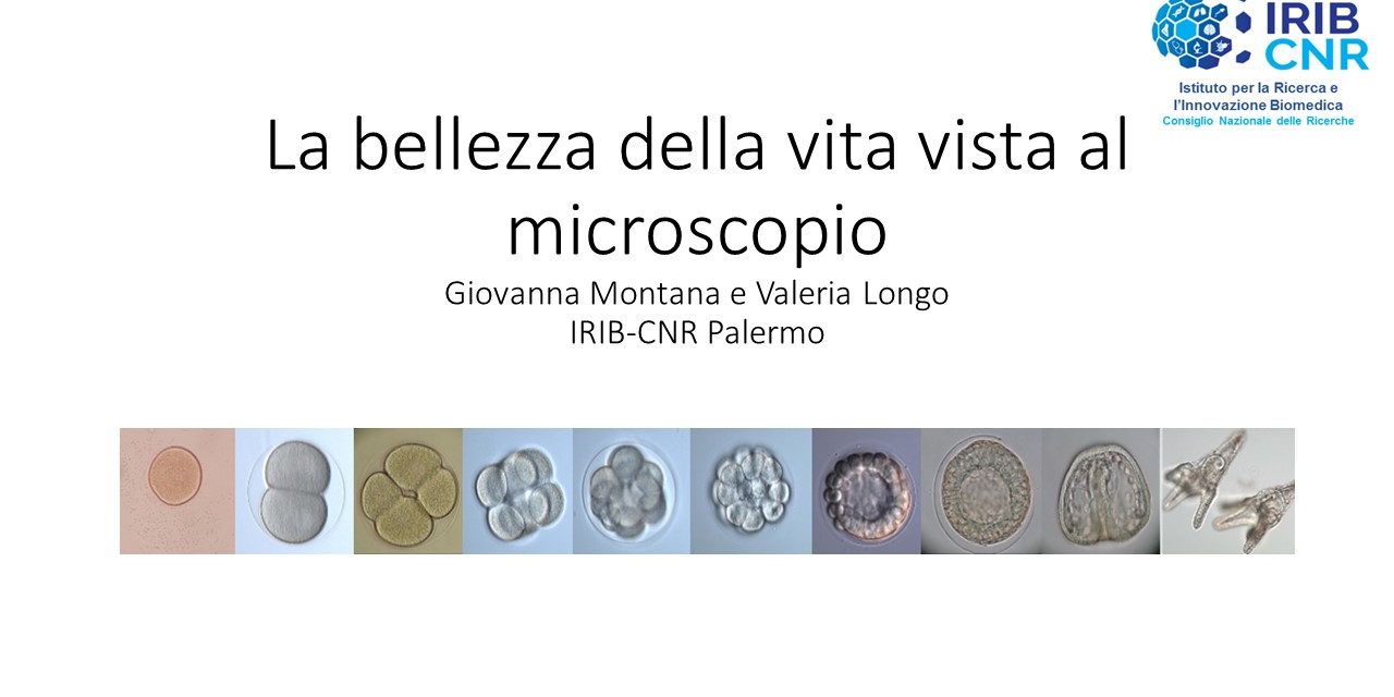 La bellezza della vita vista al microscopio