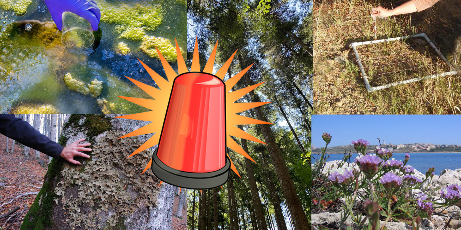 Allarme ambiente: vegetali attivi(sti) e testimoni