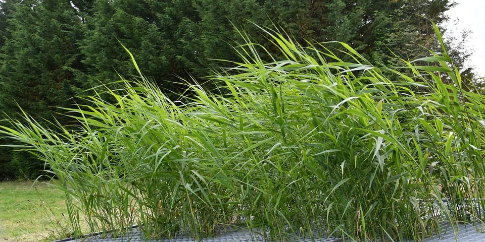 Green design e vertical farming: una scommessa vincente per lo sviluppo sostenibile?