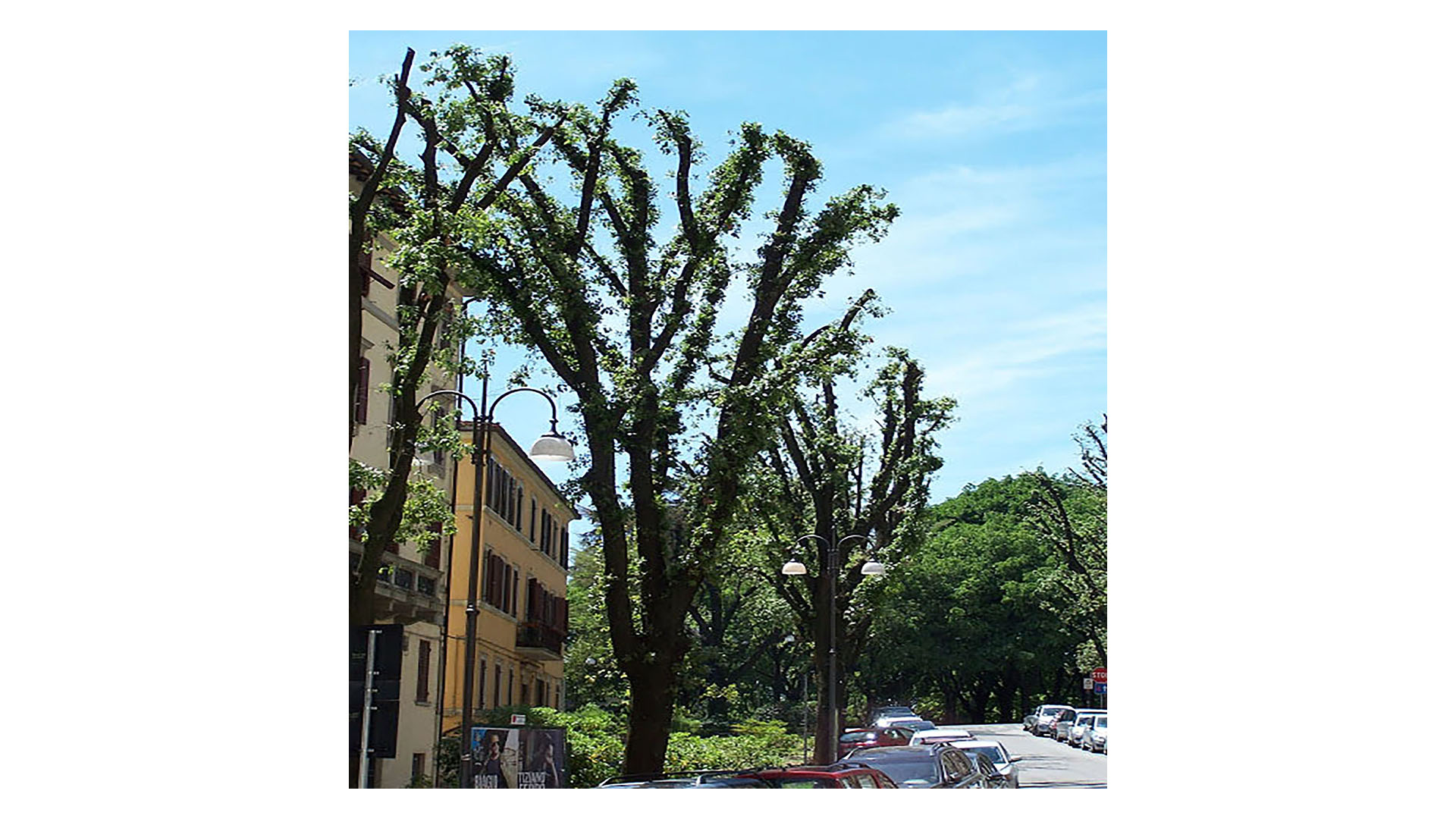 Gli alberi amici degli uomini nemici degli alberi