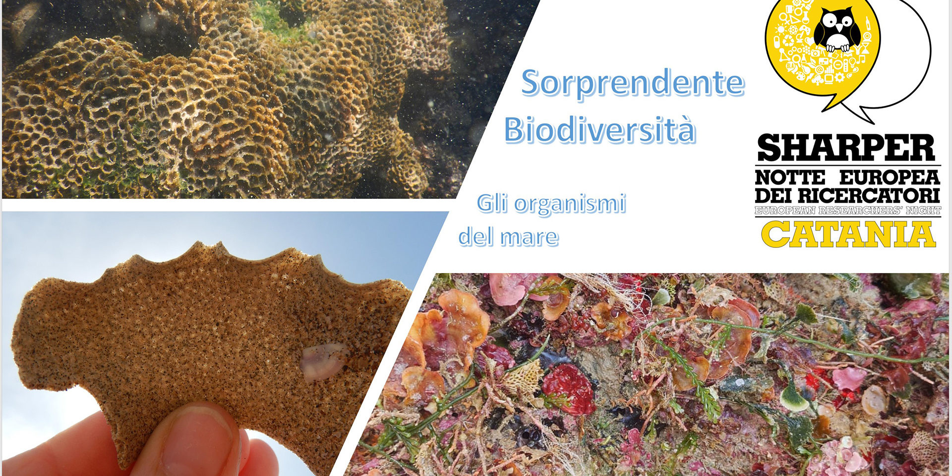 Sorprendente biodiversità: gli organismi del mare
