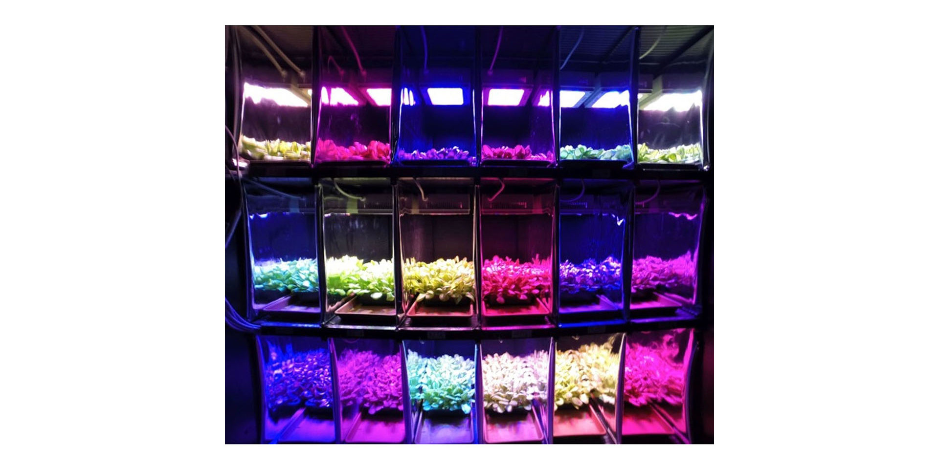 Mini-fitotrone per l’autoproduzione di germogli e piccole piante