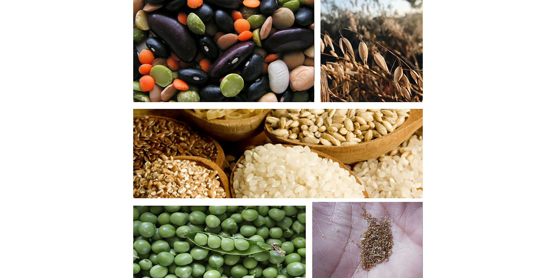 Piante e semi di interesse agrario