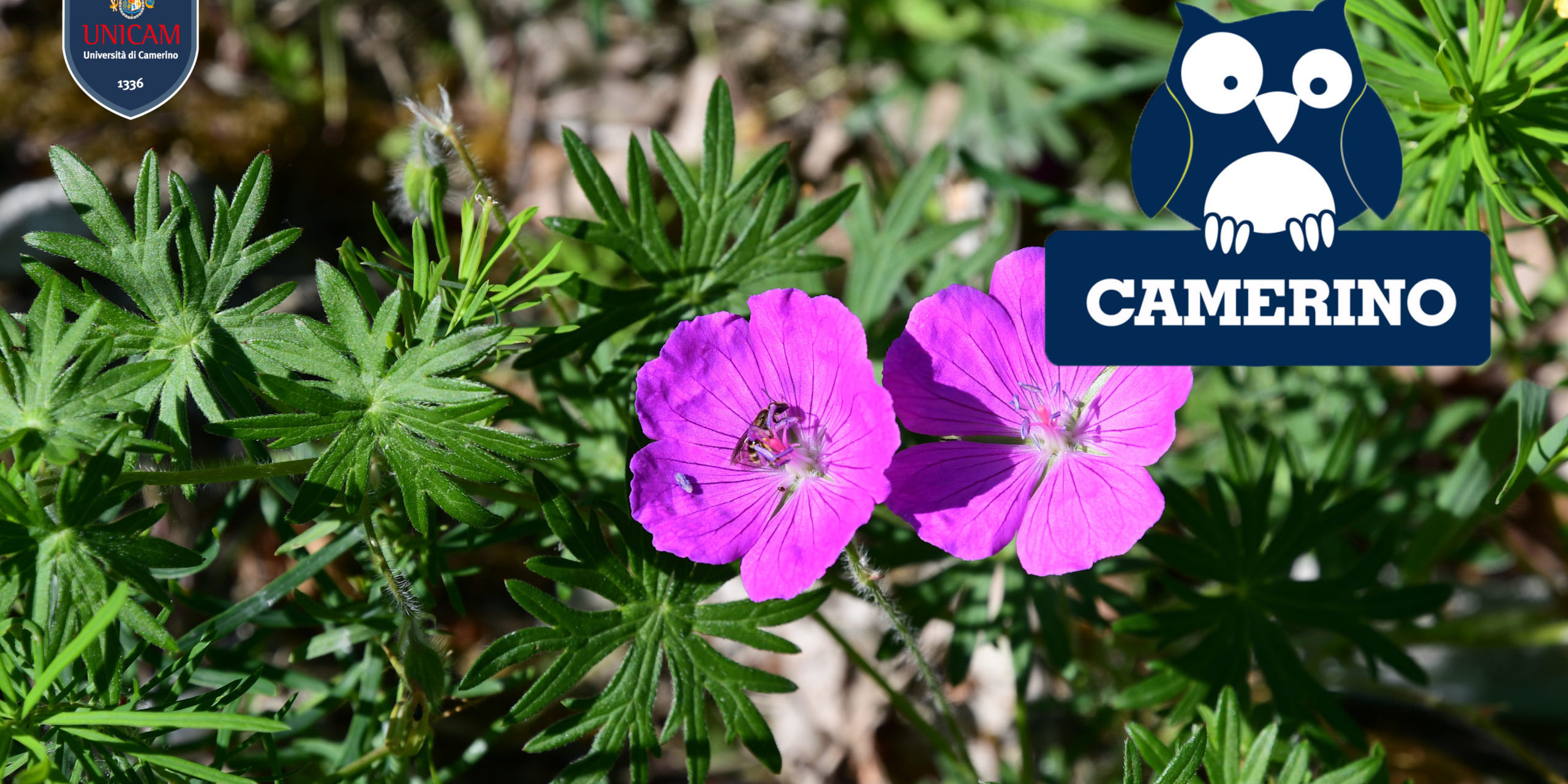 La storia di Carletto e Sandy