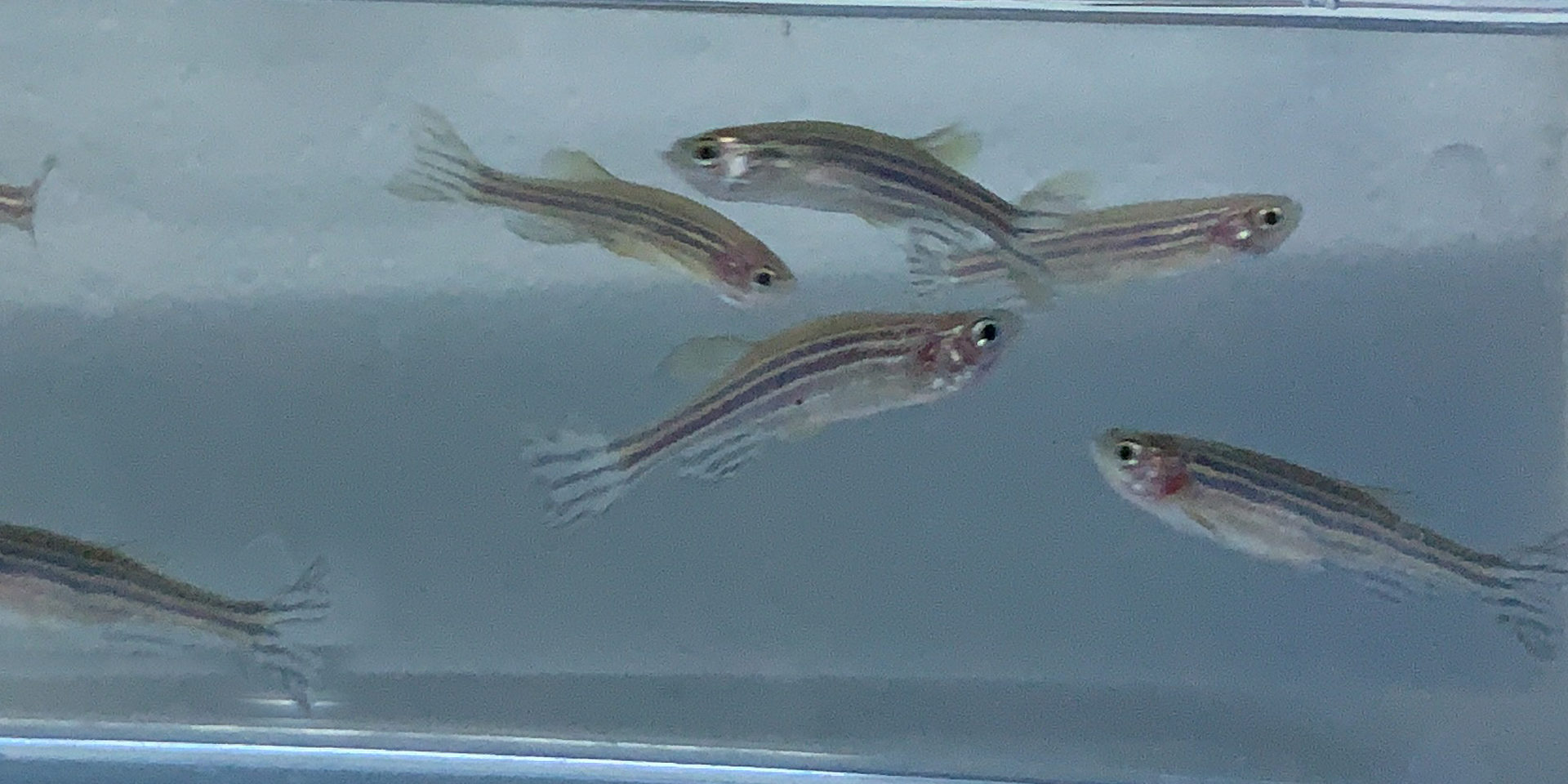 Zebrafish: il piccolo grande organismo modello per la Ricerca Scientifica