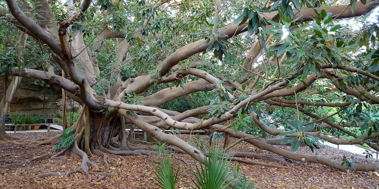 Un viaggio nel mondo delle piante all’Orto Botanico di Cagliari