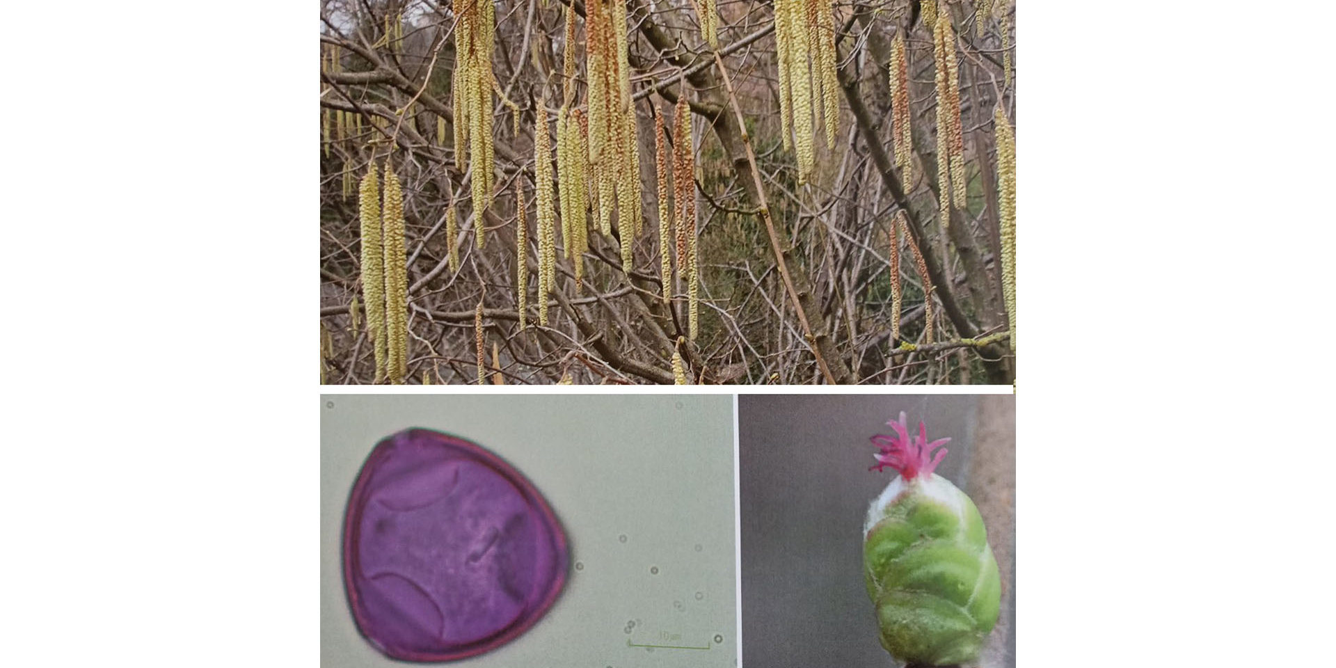 Il polline amico o nemico dell’uomo?