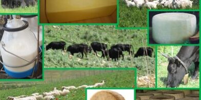 Dal pascolo ai formaggi, un arricchimento naturale di aromi e salute