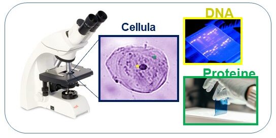 Che cosa sono le cellule e perché sono importanti per la nostra salute?