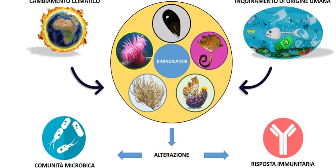 Biondicatori marini e stress ambientali