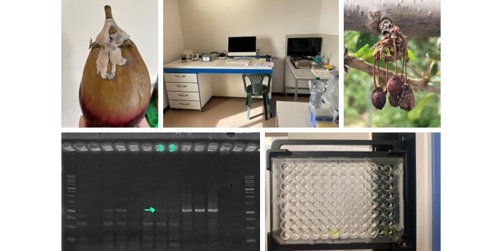Il laboratorio fitopatologico diffuso: dalla casa-città-campagna-bosco al laboratorio