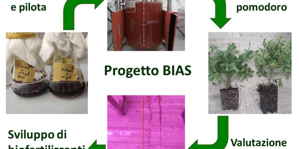 I microrganismi che aiutano le piante a crescere: biofertilizzanti innovativi a tutela dell’ambiente