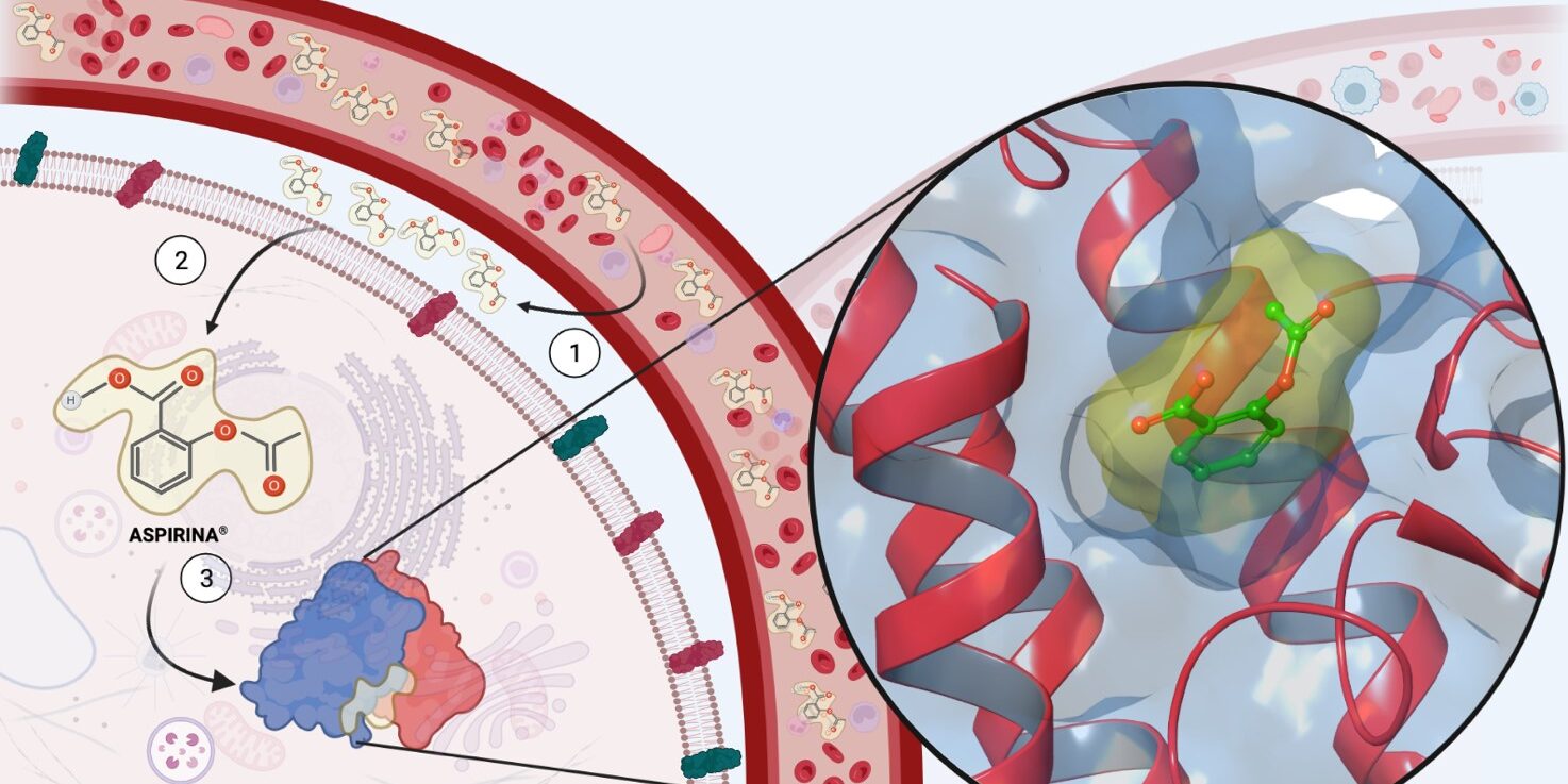 Viaggiamo insieme ad una molecola di farmaco nel corpo umano