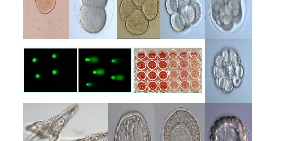 Possiamo usare linee cellulari umane e piccoli organismi marini per studiare gli eventuali effetti dannosi degli inquinanti ambientali sulla salute dell’uomo e dell’ecosistema?