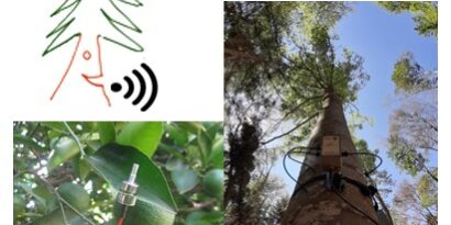 Alberi e tecnologia