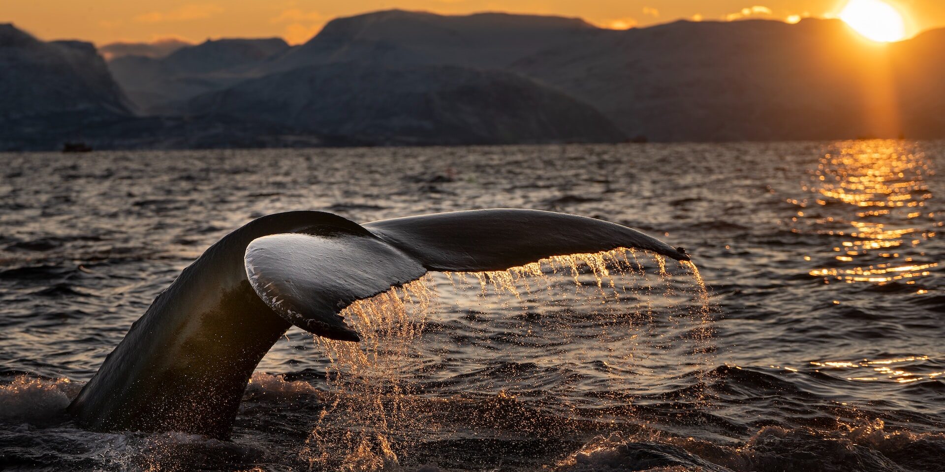 Il “ritorno” dello scheletro della balenottera: il Museo di Zoologia presenta le sue collezioni