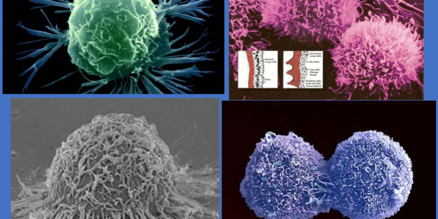 Viaggio nella cellula