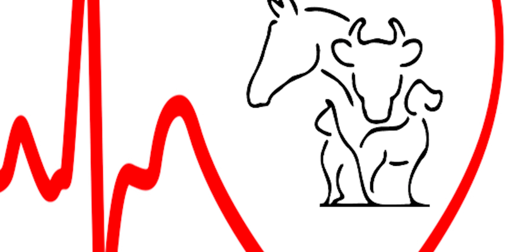 IL CUORE DEI NOSTRI AMICI ANIMALI