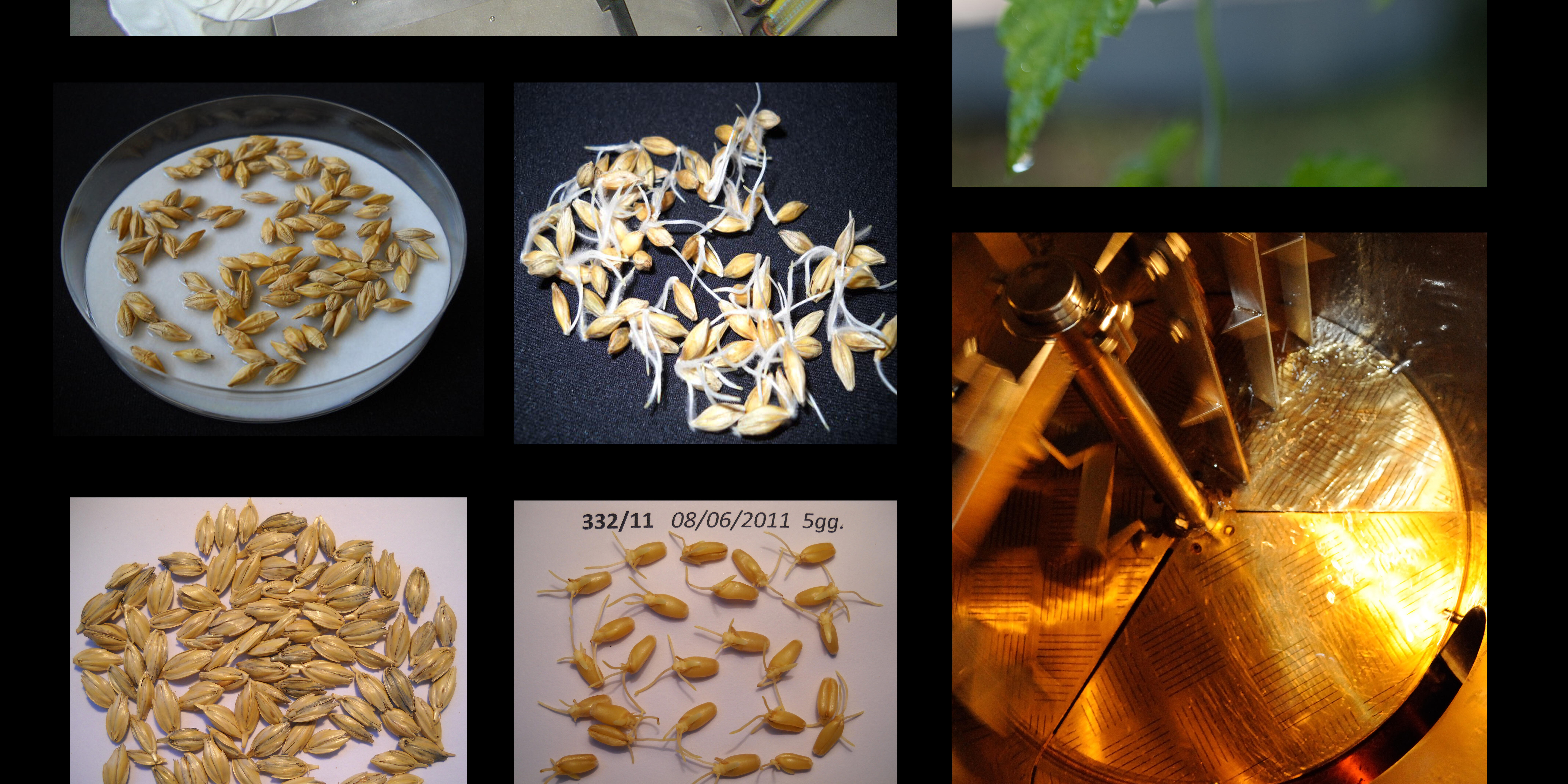 Sostenibilità della filiera birra