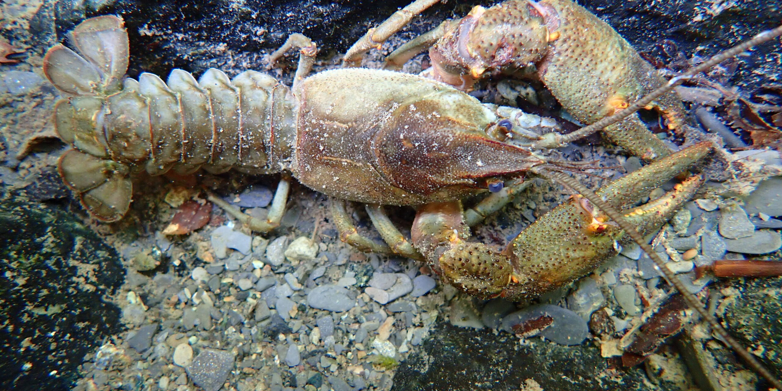 Io sto con il nostro gambero