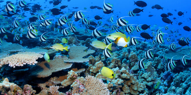 La vita sott’acqua: gli animali che vivono sul fondo del mare