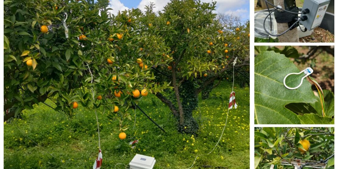 Alberi e tecnologia