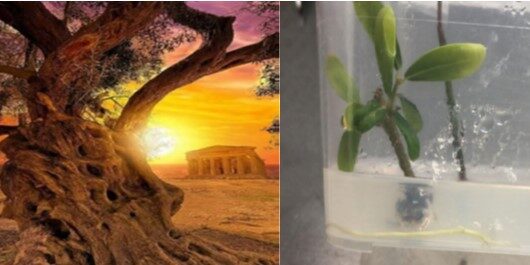 Biodiversità e biotecnologie applicate