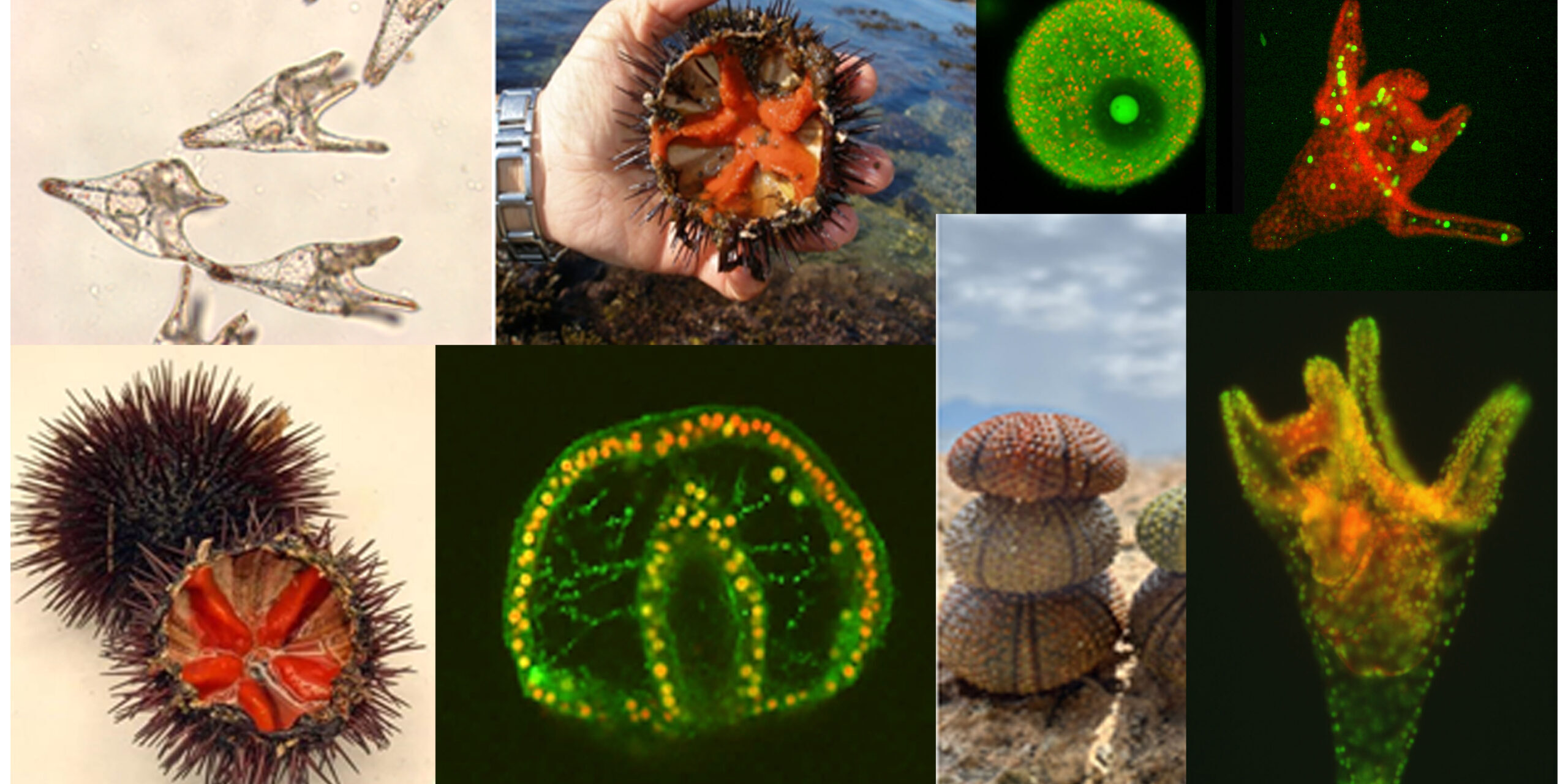 Effetti degli inquinanti ambientali in una prospettiva di cambiamento climatico