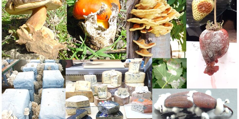 Funghi, Muffe & Co.