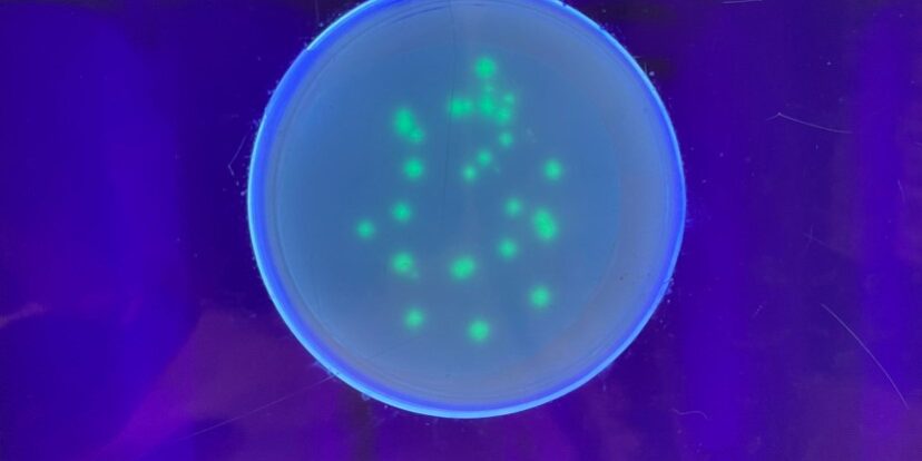 La tecnologia del DNA ricombinante: dai batteri alle nuove frontiere della biotecnologia