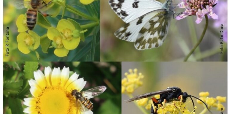 Più fiori, più api… e non solo!