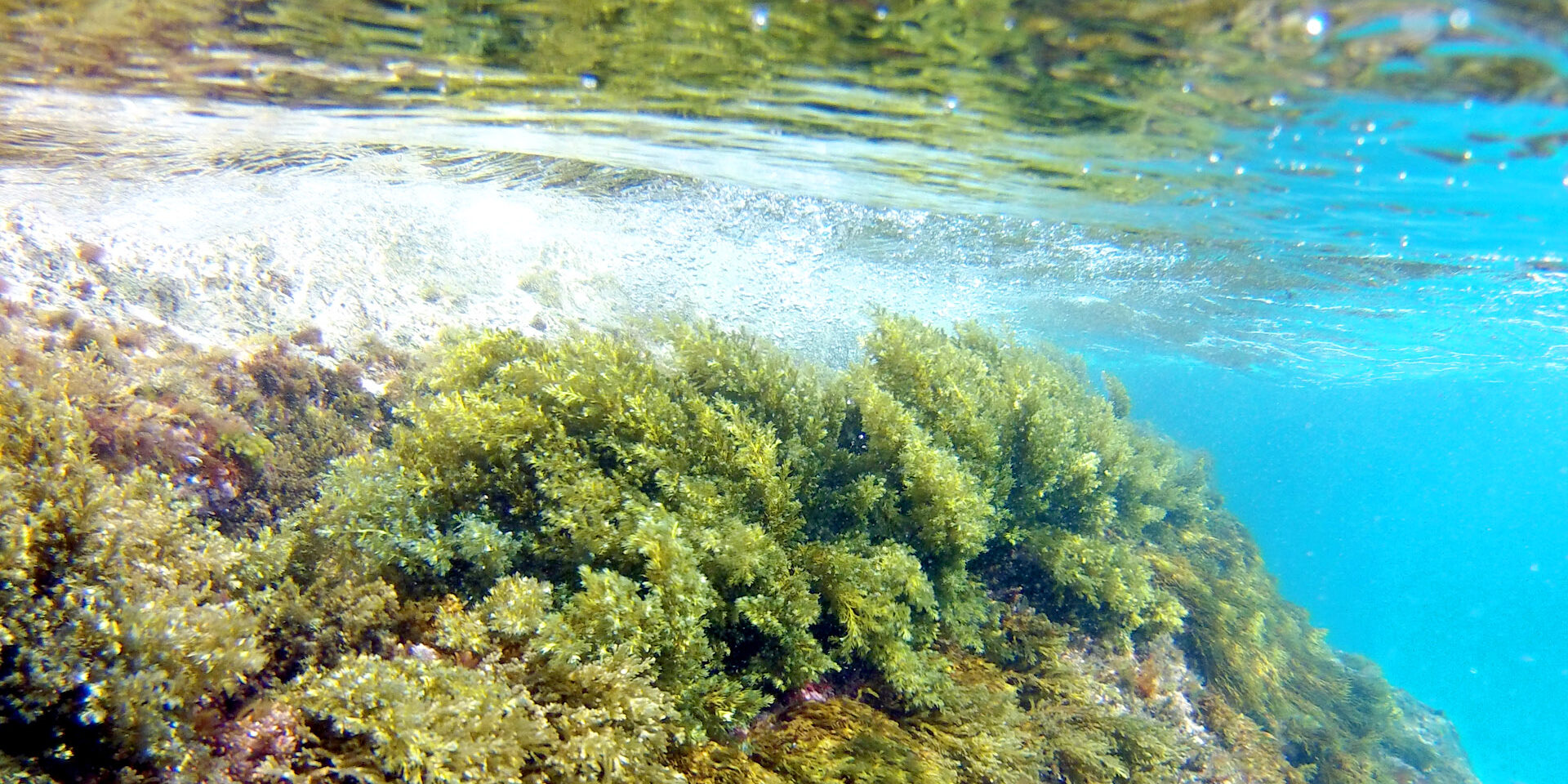 RIFORESTIAMO IL MARE CON MARIETTO IL GRANCHIETTO