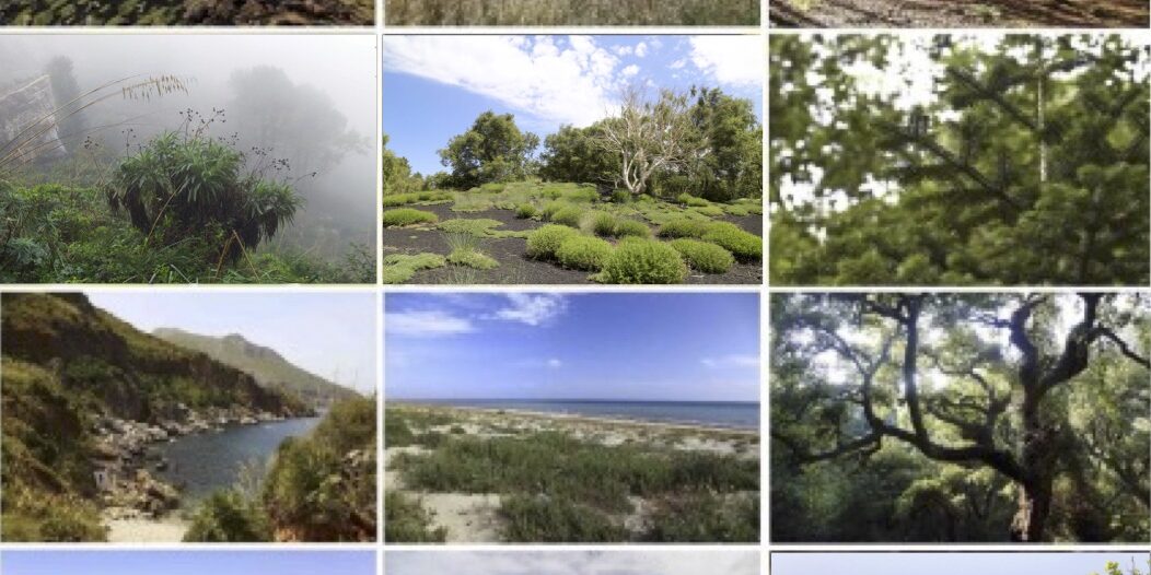 Radici in Sicilia: Proteggiamo le nostre piante endemiche