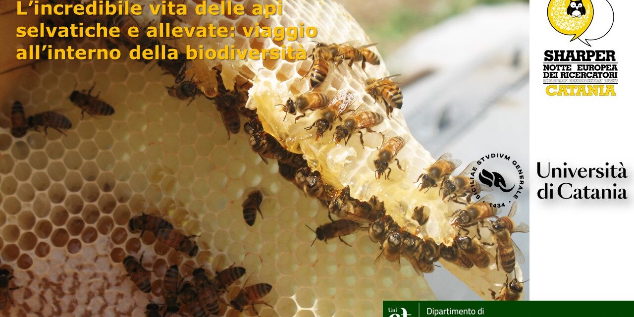 L’incredibile vita delle api selvatiche e allevate: viaggio all’interno della biodiversità