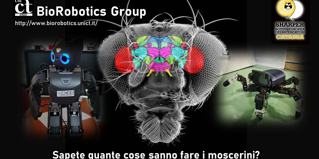 Sapete quante cose che sanno fare i moscerini?