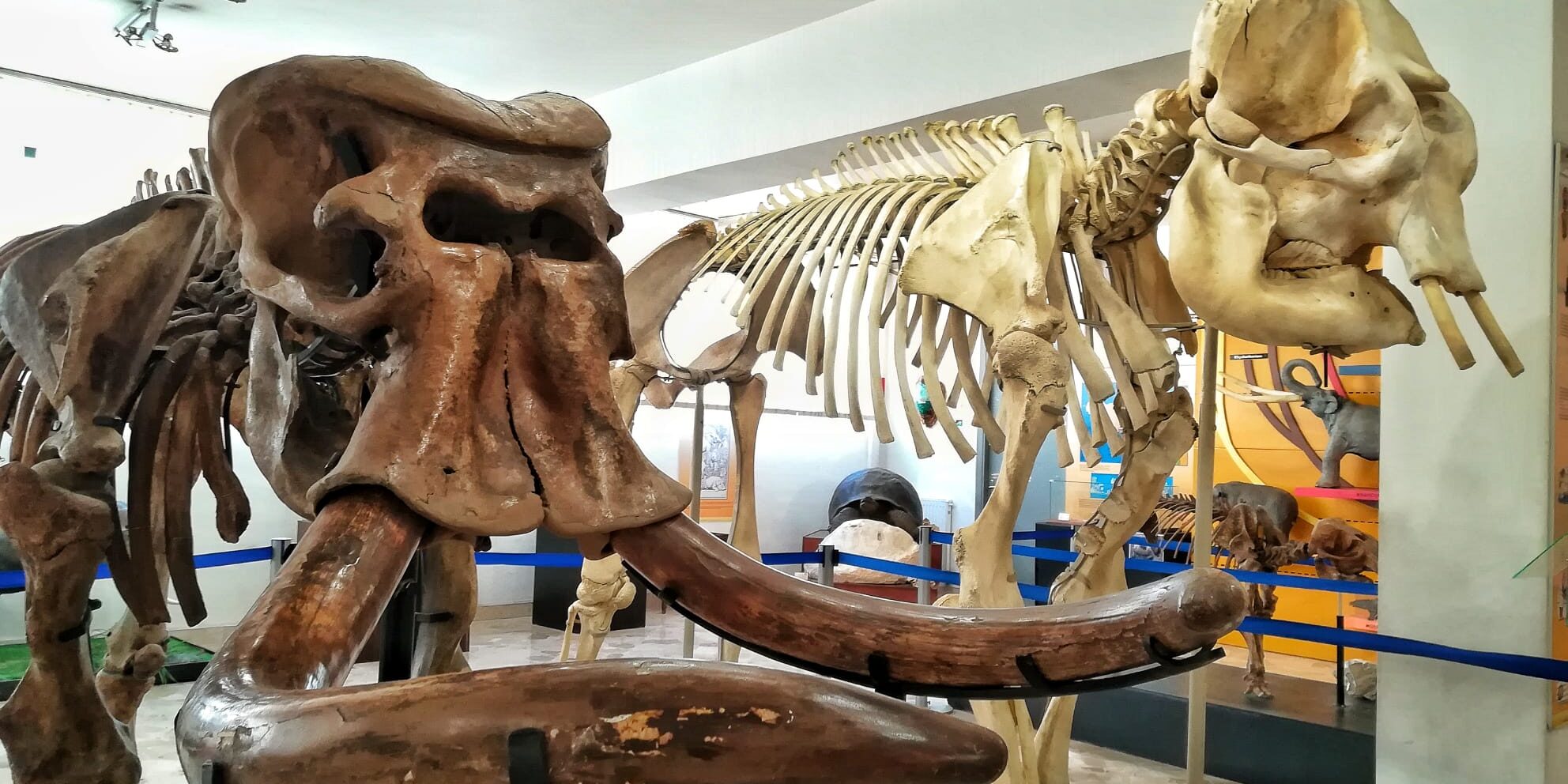 Visite al Museo di Geologia “Gemmellaro”