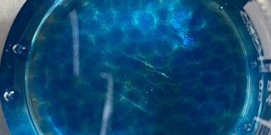 PRODUZIONE DI IDROGEL A BASE DI ALGINATO