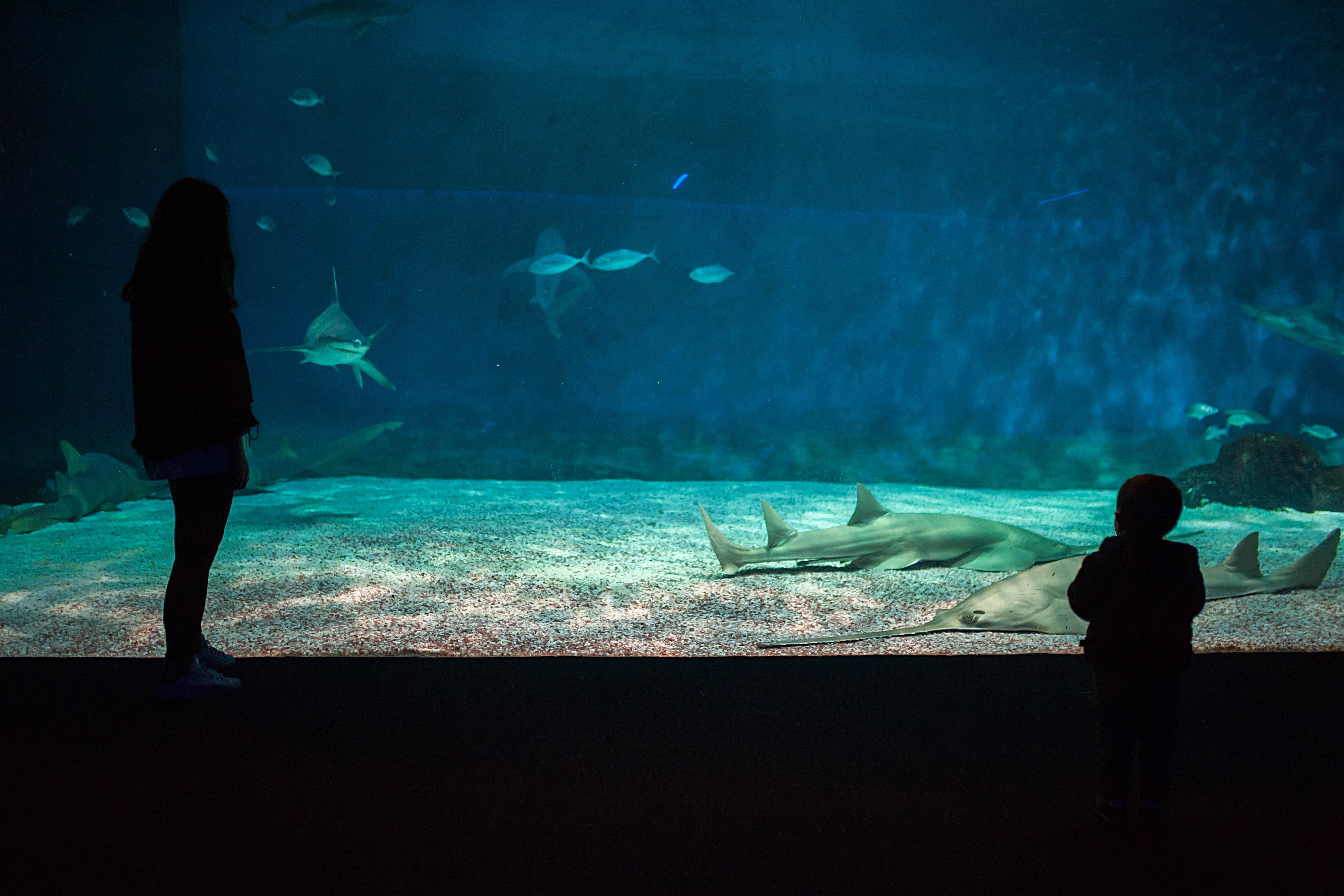 Acquario di Genova