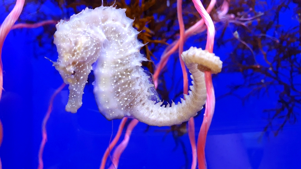 Acquario di Genova