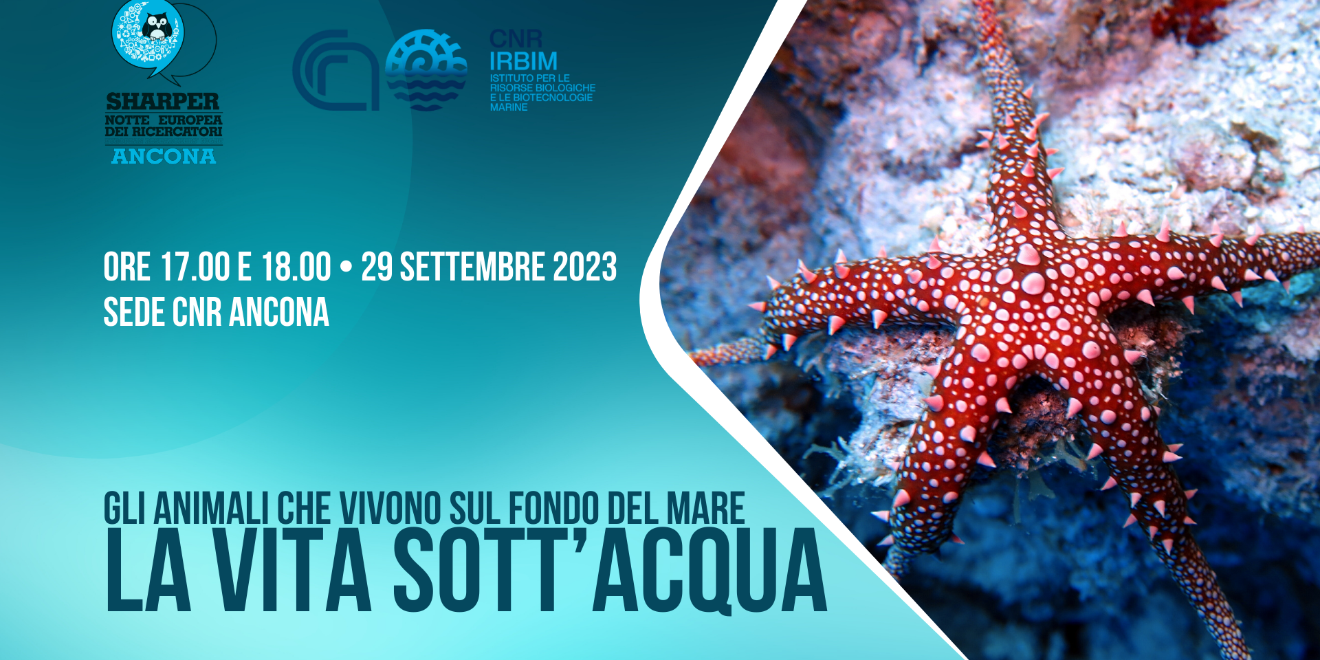LA VITA SOTT’ACQUA: GLI ANIMALI CHE VIVONO SUL FONDO DEL MARE