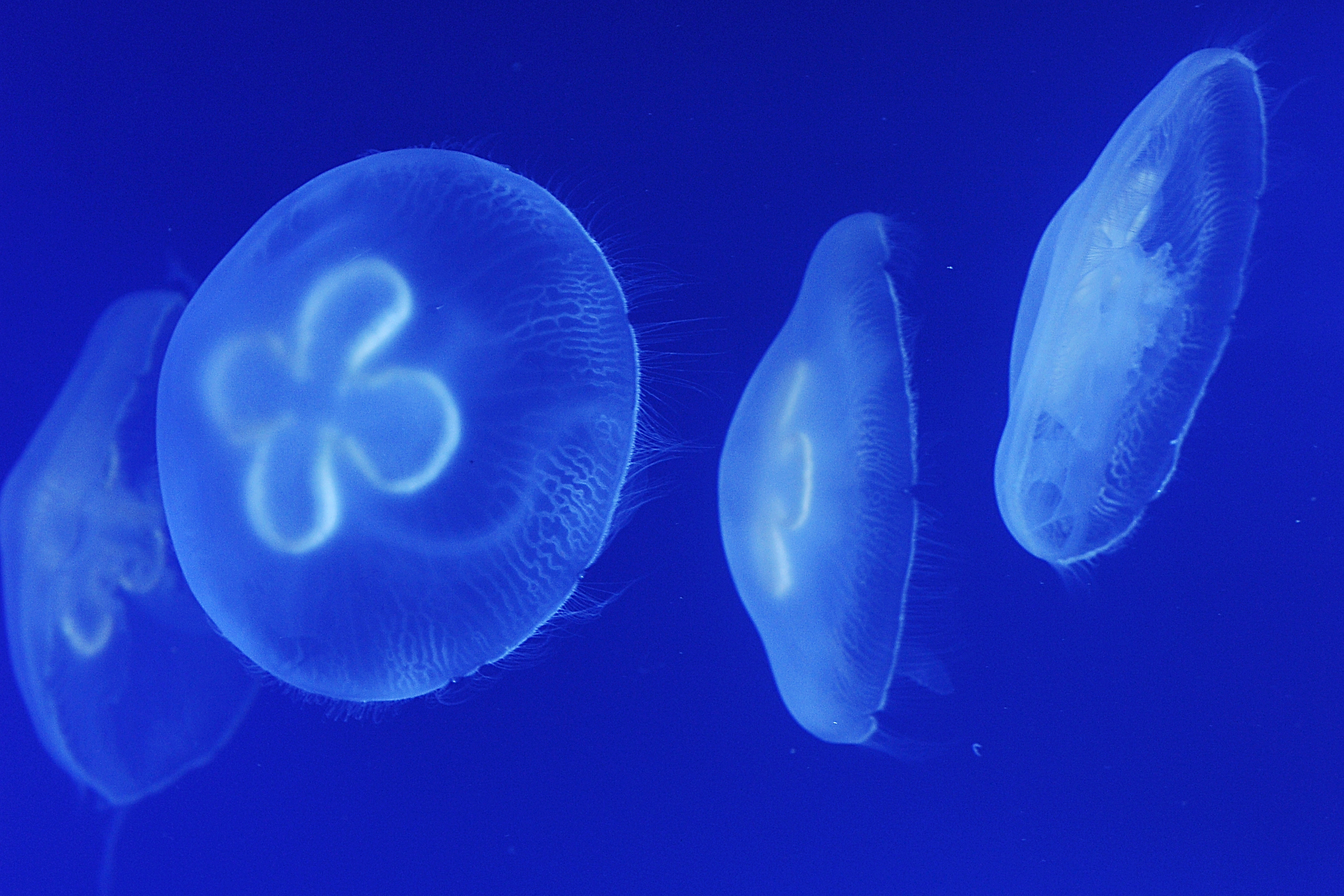 Acquario di Genova