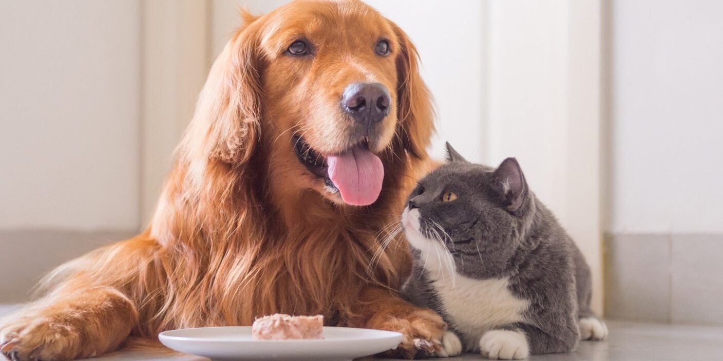 Siamo quel mangiamo…vale anche per il cane e per il gatto?!